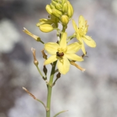 Bulbine glauca at Michelago, NSW - 11 Nov 2018 10:07 AM