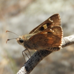 Trapezites phigalia (Heath Ochre) at Mount Taylor - 15 Nov 2018 by MatthewFrawley