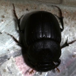 Onthophagus declivis at Ainslie, ACT - 14 Nov 2018