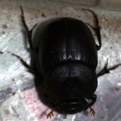 Onthophagus declivis (Declivis dung beetle) at Ainslie, ACT - 14 Nov 2018 by jb2602