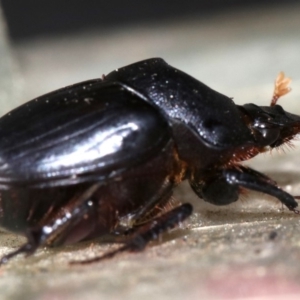 Onthophagus declivis at Ainslie, ACT - 14 Nov 2018