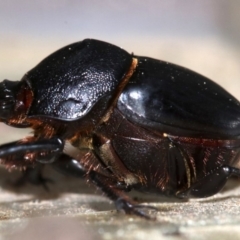 Onthophagus declivis at Ainslie, ACT - 14 Nov 2018