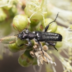 Eleale simplex at Michelago, NSW - 10 Nov 2018