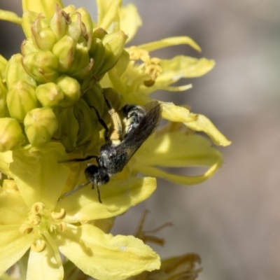 Lasioglossum (Chilalictus) sp. (genus & subgenus) (Halictid bee) at Higgins, ACT - 11 Nov 2018 by AlisonMilton