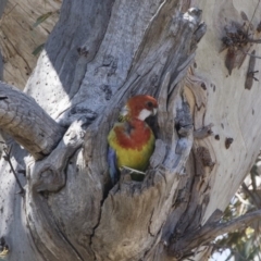 Platycercus eximius (Eastern Rosella) at Michelago, NSW - 11 Nov 2018 by Illilanga