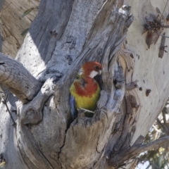 Platycercus eximius (Eastern Rosella) at Michelago, NSW - 10 Nov 2018 by Illilanga