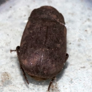 Maechidius sp. (genus) at Ainslie, ACT - 14 Nov 2018 09:09 PM