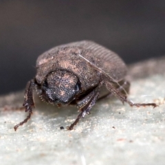 Maechidius sp. (genus) at Ainslie, ACT - 14 Nov 2018 09:09 PM