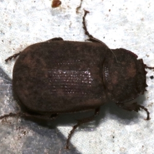 Maechidius sp. (genus) at Ainslie, ACT - 14 Nov 2018