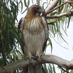 Hieraaetus morphnoides (Little Eagle) at Garran, ACT - 14 Nov 2018 by roymcd