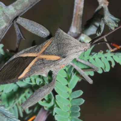 Mictis profana (Crusader Bug) at Paddys River, ACT - 12 Nov 2018 by Harrisi