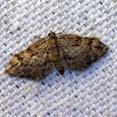 Chloroclystis approximata (Plumed or Cherry Looper) at O'Connor, ACT - 4 Nov 2018 by ibaird