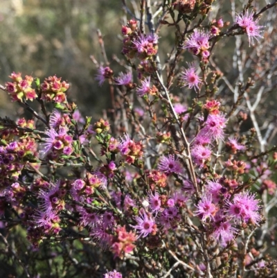 Kunzea parvifolia (Violet Kunzea) at Bruce, ACT - 15 Nov 2018 by RWPurdie