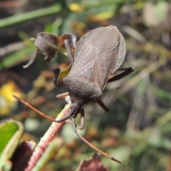 Amorbus sp. (genus) (Eucalyptus Tip bug) at Paddys River, ACT - 18 Jan 2015 by MichaelBedingfield