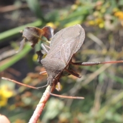 Amorbus sp. (genus) at Paddys River, ACT - 18 Jan 2015