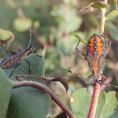 Amorbus sp. (genus) (Eucalyptus Tip bug) at Paddys River, ACT - 18 Jan 2015 by michaelb