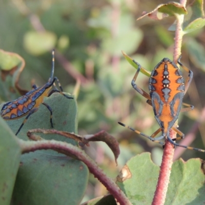 Amorbus sp. (genus) (Eucalyptus Tip bug) at Paddys River, ACT - 18 Jan 2015 by MichaelBedingfield