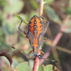 Amorbus sp. (genus) at Paddys River, ACT - 18 Jan 2015 07:30 PM