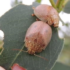 Paropsis atomaria (Eucalyptus leaf beetle) at Paddys River, ACT - 21 Jan 2015 by MichaelBedingfield