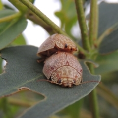 Paropsis atomaria at Paddys River, ACT - 21 Jan 2015