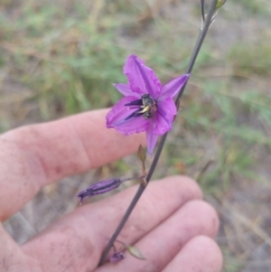 Arthropodium fimbriatum at Amaroo, ACT - 15 Nov 2018