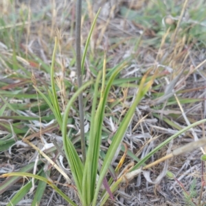 Arthropodium fimbriatum at Amaroo, ACT - 15 Nov 2018