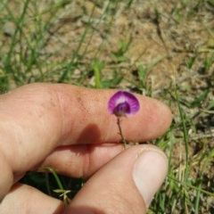 Glycine tabacina (Variable Glycine) at Amaroo, ACT - 15 Nov 2018 by nath_kay