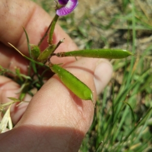 Glycine tabacina at Amaroo, ACT - 15 Nov 2018 11:00 AM