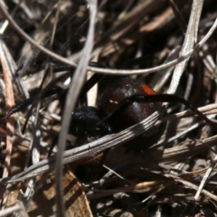 Latrodectus hasselti (Redback Spider) at Farrer, ACT - 15 Nov 2018 by jb2602