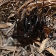 Latrodectus hasselti at Farrer, ACT - 15 Nov 2018