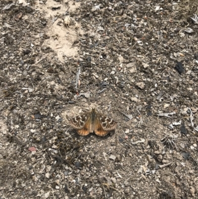 Synemon plana (Golden Sun Moth) at Forde, ACT - 16 Nov 2018 by JasonC