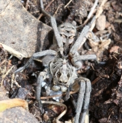 Tasmanicosa godeffroyi (Garden Wolf Spider) at Farrer, ACT - 15 Nov 2018 by jb2602