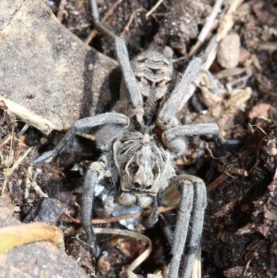 Tasmanicosa godeffroyi (Garden Wolf Spider) at Farrer Ridge - 15 Nov 2018 by jbromilow50