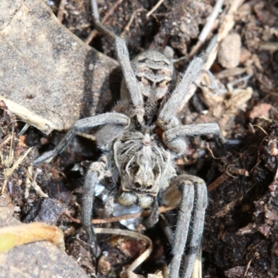 Tasmanicosa godeffroyi (Garden Wolf Spider) at Farrer, ACT - 15 Nov 2018 by jb2602