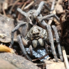 Tasmanicosa godeffroyi at Farrer, ACT - 15 Nov 2018 11:22 AM