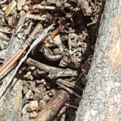 Papyrius nitidus (Shining Coconut Ant) at Isaacs, ACT - 16 Nov 2018 by Mike