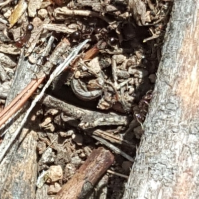 Papyrius nitidus (Shining Coconut Ant) at Isaacs, ACT - 16 Nov 2018 by Mike