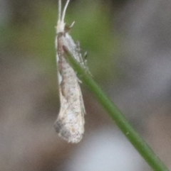 Plutella xylostella (Diamondback Moth) at Undefined - 1 Nov 2018 by jbromilow50