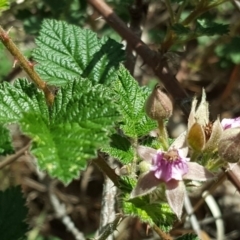 Rubus parvifolius (Native Raspberry) at Isaacs, ACT - 16 Nov 2018 by Mike