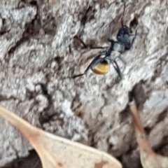 Polyrhachis ammon (Golden-spined Ant, Golden Ant) at Isaacs Ridge - 16 Nov 2018 by Mike