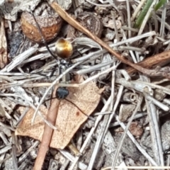 Polyrhachis ammon at Isaacs Ridge - 16 Nov 2018