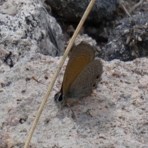 Nacaduba biocellata at Theodore, ACT - 16 Nov 2018