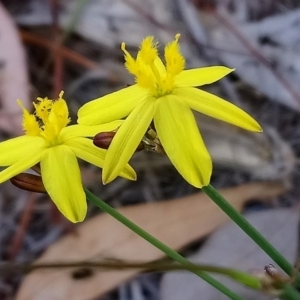 Tricoryne elatior at Kambah, ACT - 16 Nov 2018