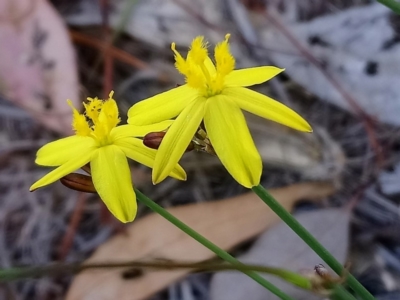 Tricoryne elatior (Yellow Rush Lily) at Kambah, ACT - 16 Nov 2018 by RosemaryRoth