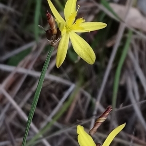 Tricoryne elatior at Kambah, ACT - 16 Nov 2018