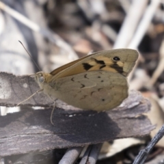 Heteronympha merope (Common Brown Butterfly) at Dunlop, ACT - 15 Nov 2018 by AlisonMilton