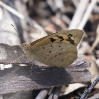 Heteronympha merope (Common Brown Butterfly) at Woodstock Nature Reserve - 15 Nov 2018 by Alison Milton