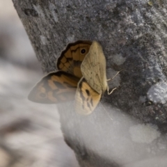 Heteronympha merope at Dunlop, ACT - 15 Nov 2018