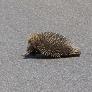 Tachyglossus aculeatus at Dunlop, ACT - 15 Nov 2018