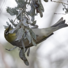 Zosterops lateralis (Silvereye) at Woodstock Nature Reserve - 15 Nov 2018 by Alison Milton